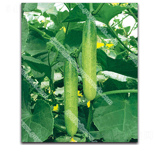 ���꺵�S��-�S�ϷN��-����N�I(y��)