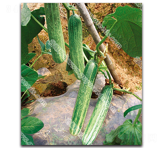 ���������S��-�S�ϷN��-����N�I(y��)