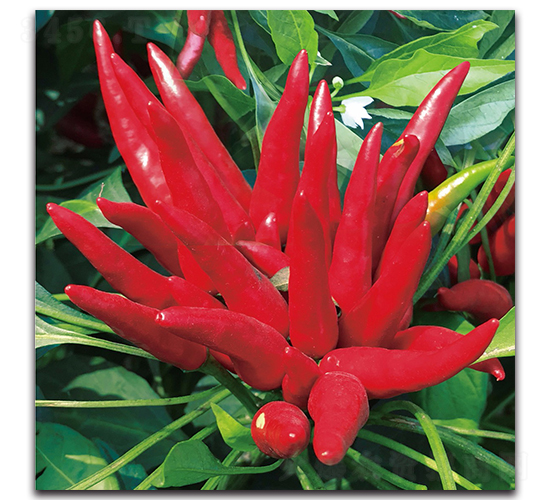 ����1016����-�����N��-����N�I(y��)