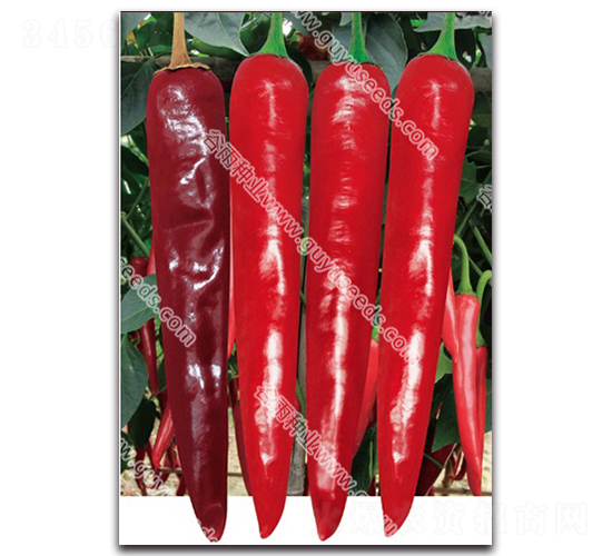 ����2061����-�����N��-����N�I(y��)