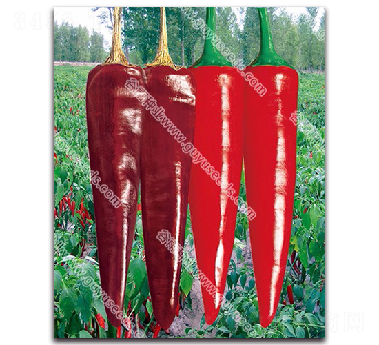 ����2060����-�����N��-����N�I(y��)