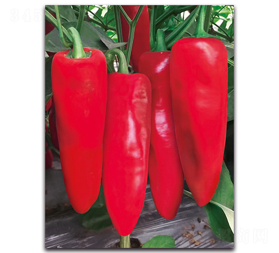 ����5051����-�����N��-����N�I(y��)