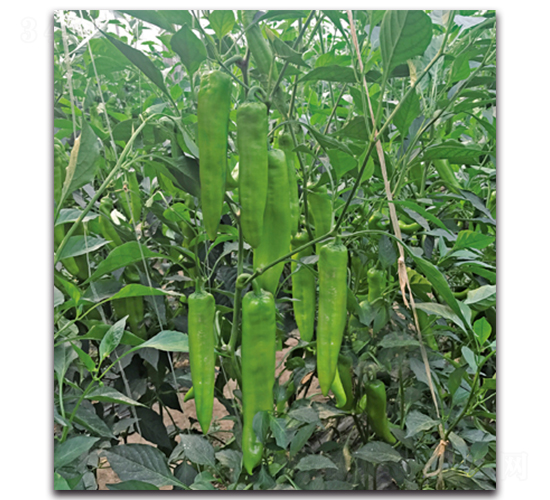 ���N7100����-�����N��-����N�I(y��)