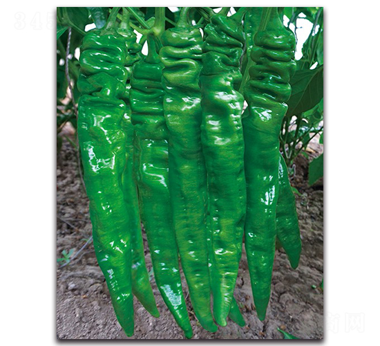 ���D2101����-�����N��-����N�I(y��)