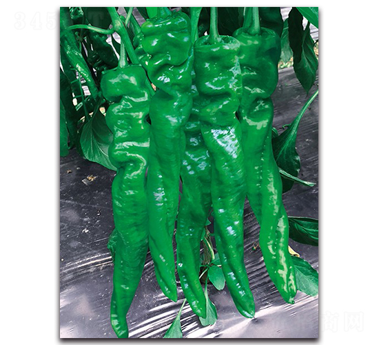 ���D7053����-�����N��-����N�I(y��)