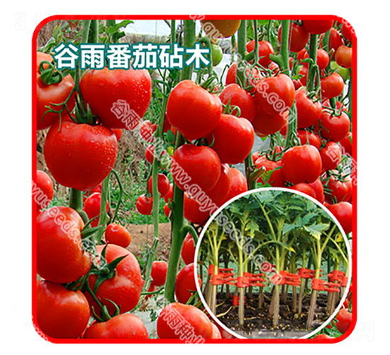 ���귬����ľ��̖-���ѷN��-����N�I(y��)