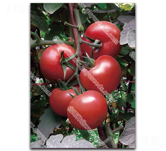 �ɼt��̖����-���ѷN��-����N�I(y��)