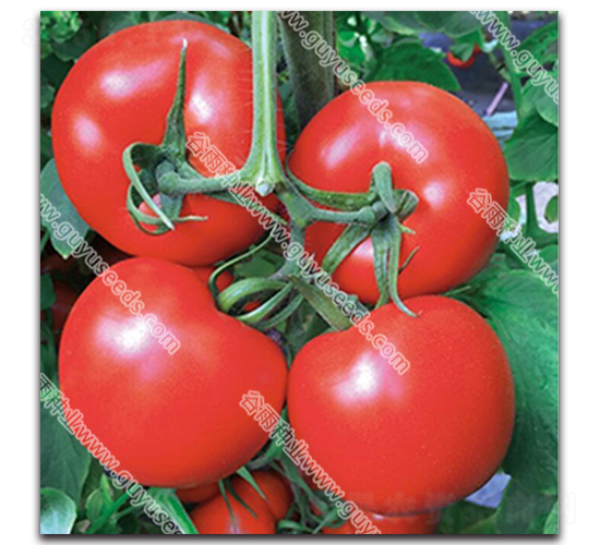 �ɼt��̖(h��o)����-���ѷN��-����N�I(y��)