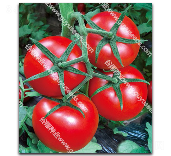 �t�P��һ̖(h��o)-���ѷN��-����N�I(y��)