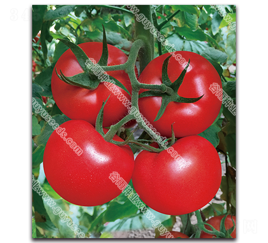 ����׿����̖-���ѷN��-����N�I(y��)