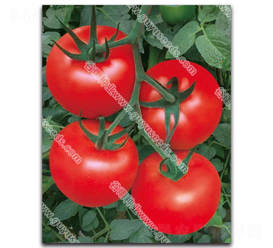 ����׿����̖(h��o)-���ѷN��-����N�I(y��)