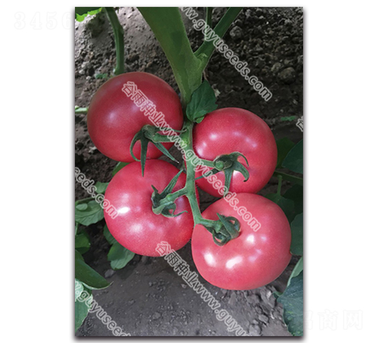 �����쌚��̖-���ѷN��-����N�I(y��)