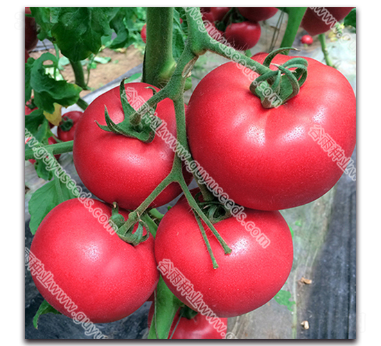 �����쌚366-���ѷN��-����N�I(y��)