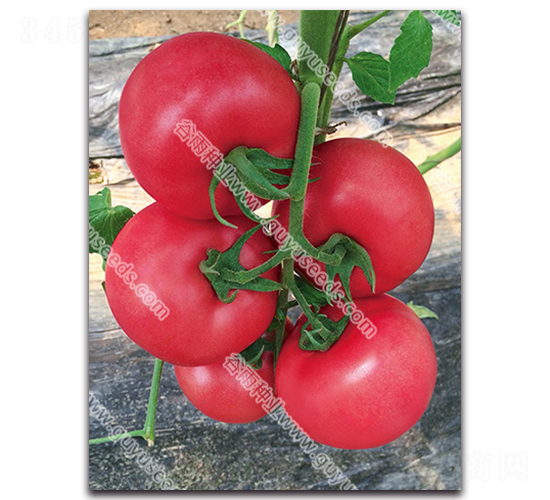 �����쌚326-���ѷN��-����N�I(y��)