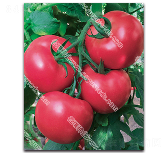 �������n565f1-���ѷN��-����N�I(y��)