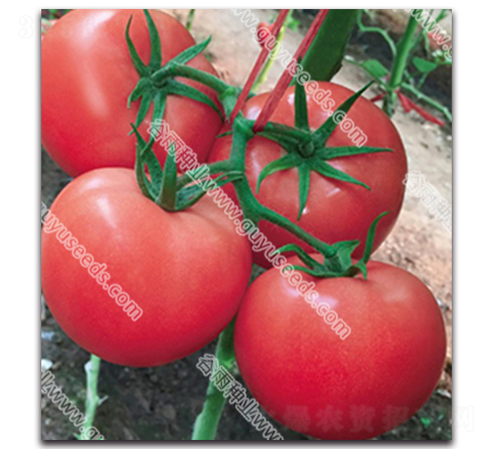 �������n575-���ѷN��-����N�I(y��)