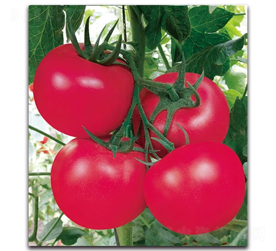 �������n��̖-���ѷN��-����N�I(y��)