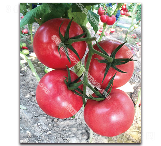 �������n��̖-���ѷN��-����N�I(y��)