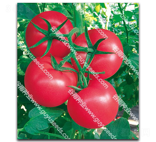 ����׿����̖-���ѷN��-����N�I(y��)