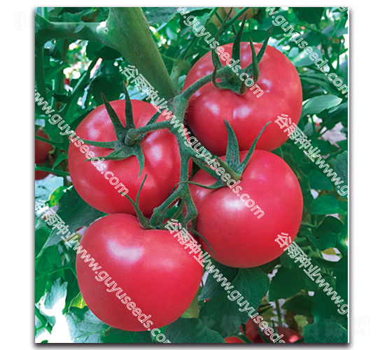 ����׿����̖-���ѷN��-����N�I(y��)