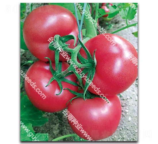 ����׿��һ̖(h��o)-���ѷN��-����N�I(y��)