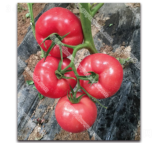 ����׿��227-���ѷN��-����N�I(y��)