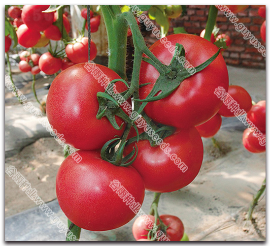 ��������ʮ̖-���ѷN��-����N�I(y��)