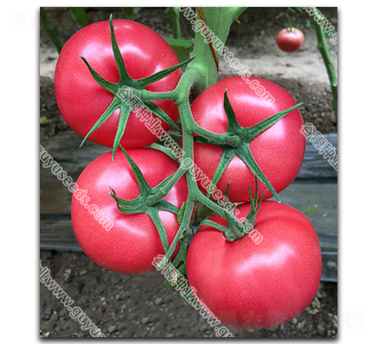 ����������̖-���ѷN��-����N�I(y��)