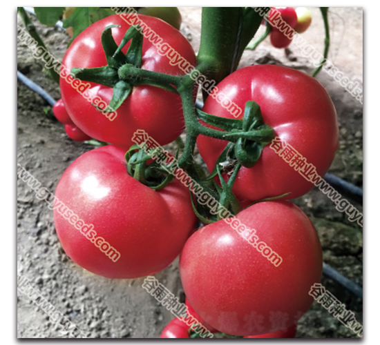 ����������̖-���ѷN��-����N�I(y��)