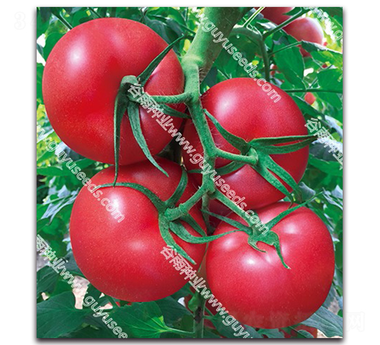 ����������̖F1-���ѷN��-����N�I(y��)