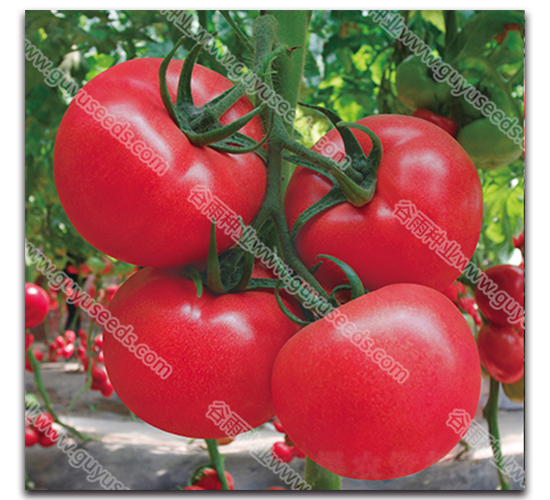 ����������̖-���ѷN��-����N�I(y��)