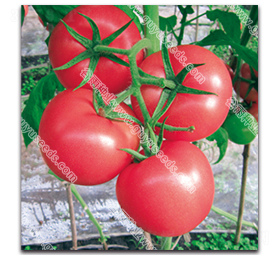 ��������F1-���ѷN��-����N�I(y��)