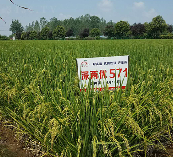 ��Ƀ�(y��u)571-ˮ���N��-ϲ����