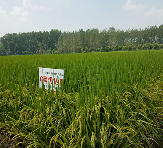 C�Ƀ�(y��u)198-ˮ���N��-ϲ����