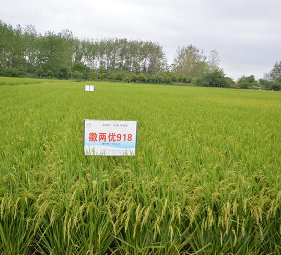 �ՃɃ�(y��u)918-ˮ���N��-ϲ����