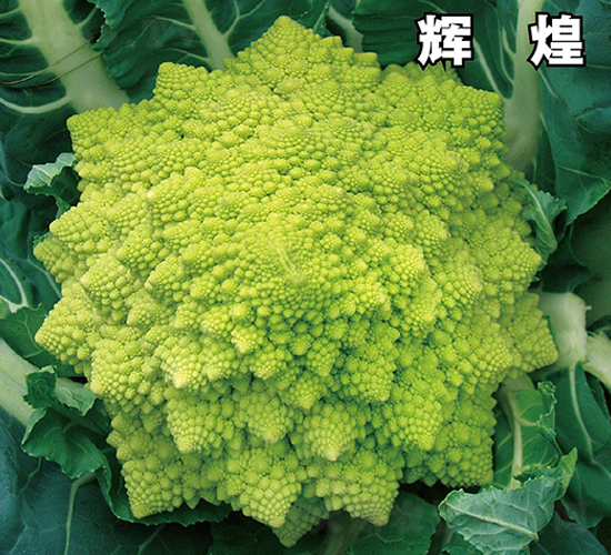 �x��-���˷N��-�ݠ���