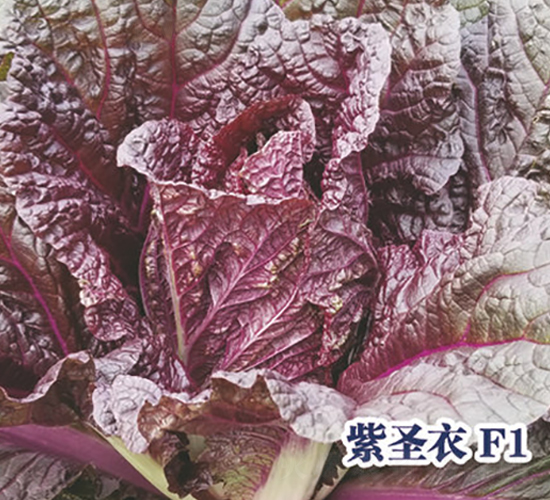 ��ʥ�°ײ�-�ײ˷N��-ʥ�A���S