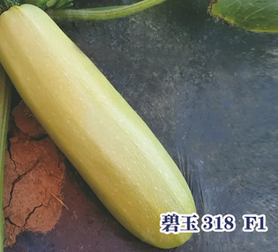 ����318F1-�����J�N��-ʥ�A���S