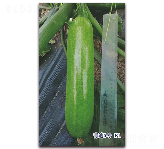 ���5̖(h��o)F1-�����J�N��-ʥ�A���S