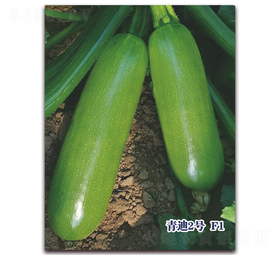 ���2̖F1-�����J�N��-ʥ�A���S