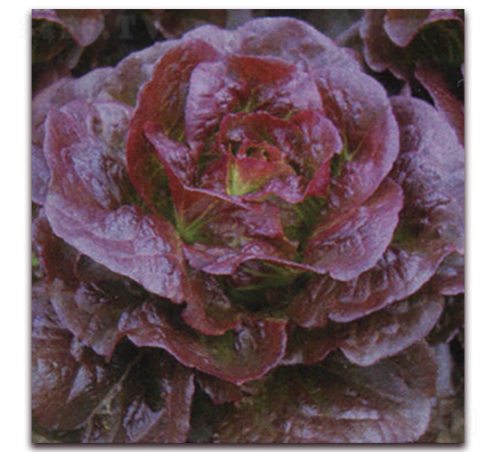 �t��2̖-���˷N��-ʥ�A���S