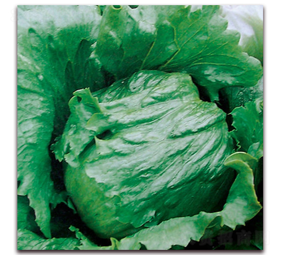 �Gʥ��1106��-���˷N��-ʥ�A���S