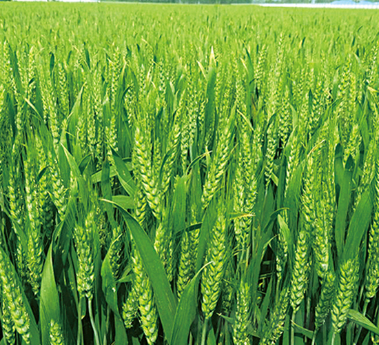 ƽ��189-С���N��-ƽ�S�N�I(y��)