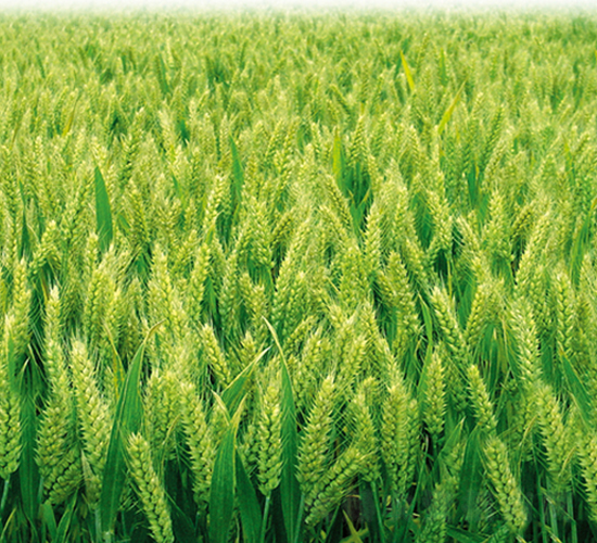 ƽ��998-С���N��-ƽ�S�N�I(y��)