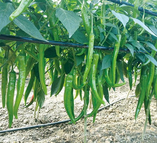 ƽ��2016-�����N��-ƽ�S�N�I(y��)