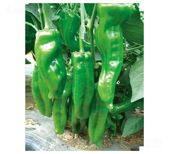 ƽ���s1-�����N��-ƽ�S�N�I(y��)