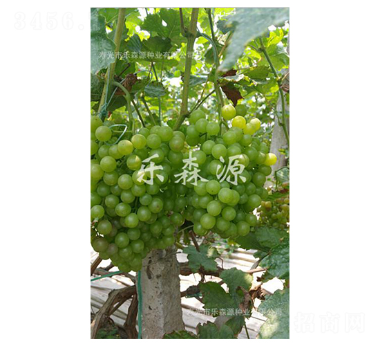 �ϴ�һ̖-���ѷN��-��ɭԴ