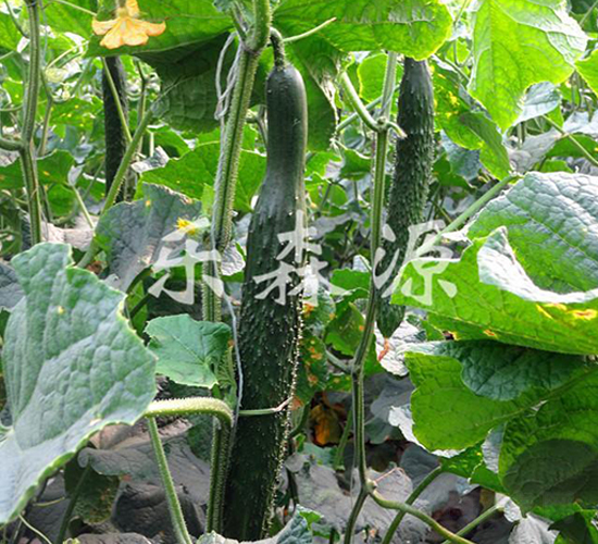 ����S��-�S�ϷN��-��ɭԴ