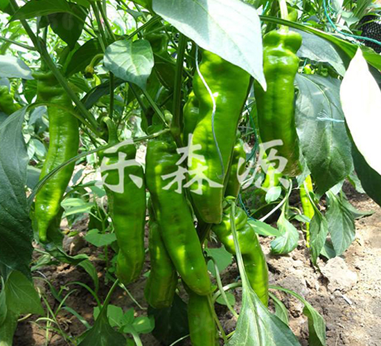 ؐ˹��-�����N��-��ɭԴ