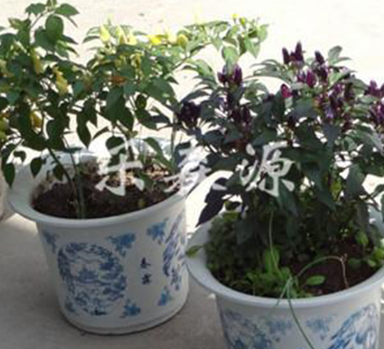 �^�p�ó��콷-���콷�N��-��ɭԴ